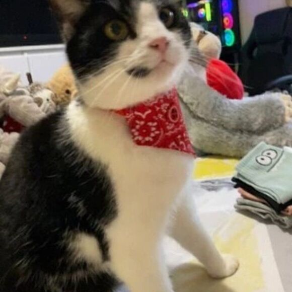 PET SCARF AND COLLAR  - Picture 3 of 12